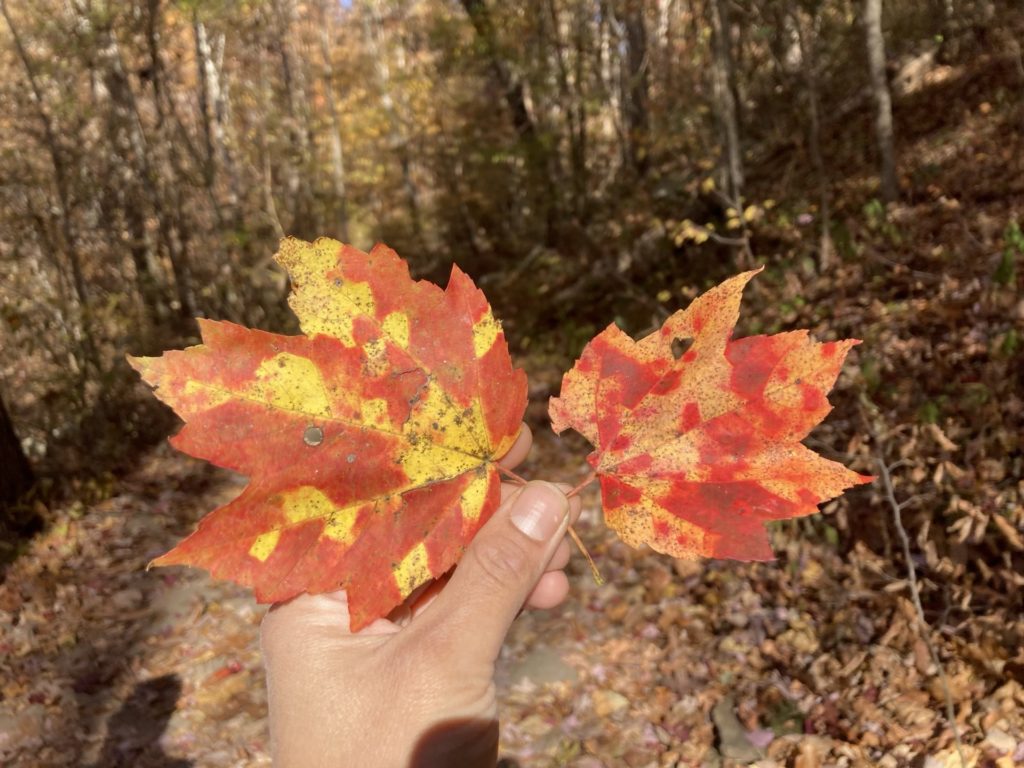 Hand holding two leaves that are splotched red, orange and yellow 