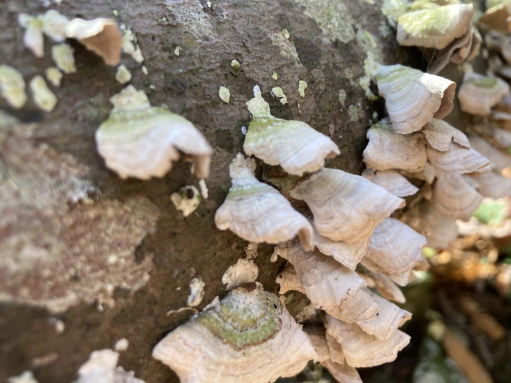 Close up of wing-like beige and green fungus growing out of the side of a log