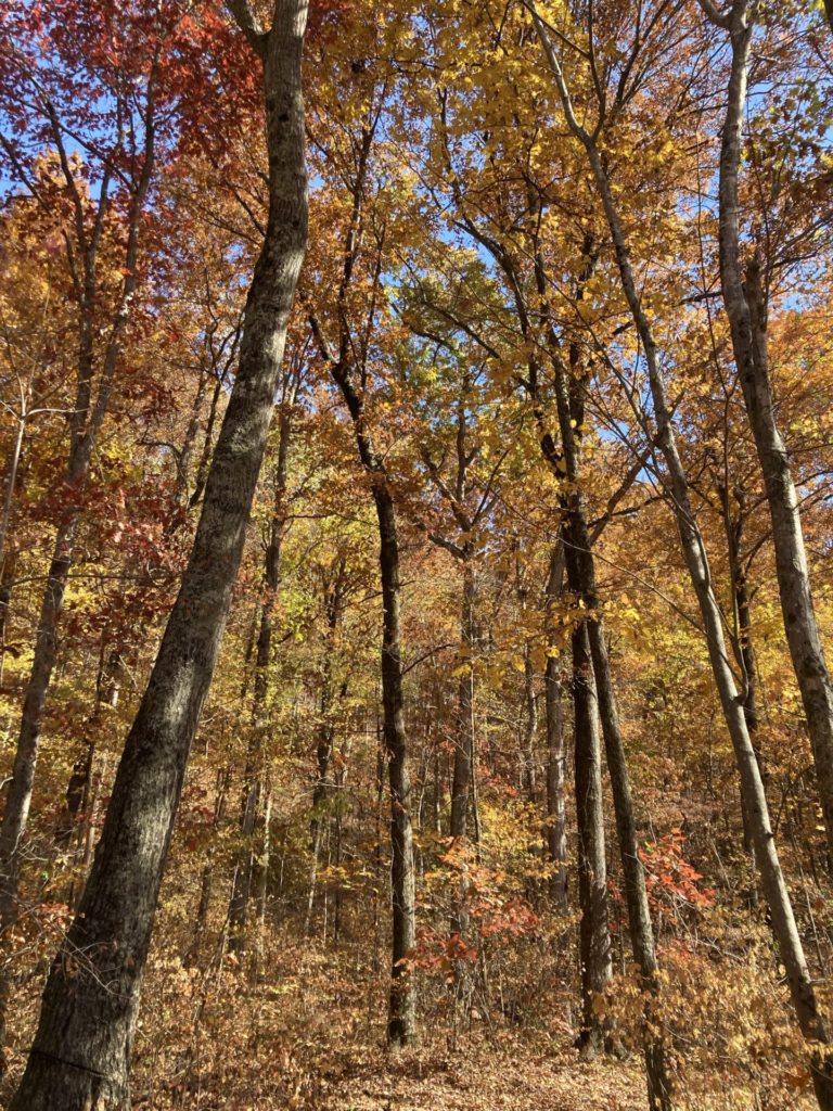 Group of trees with mostly yellow and some red and orange leaves. Their trunks stretch from the bottom to the top of the picture and blue sky is visible behind the leaves