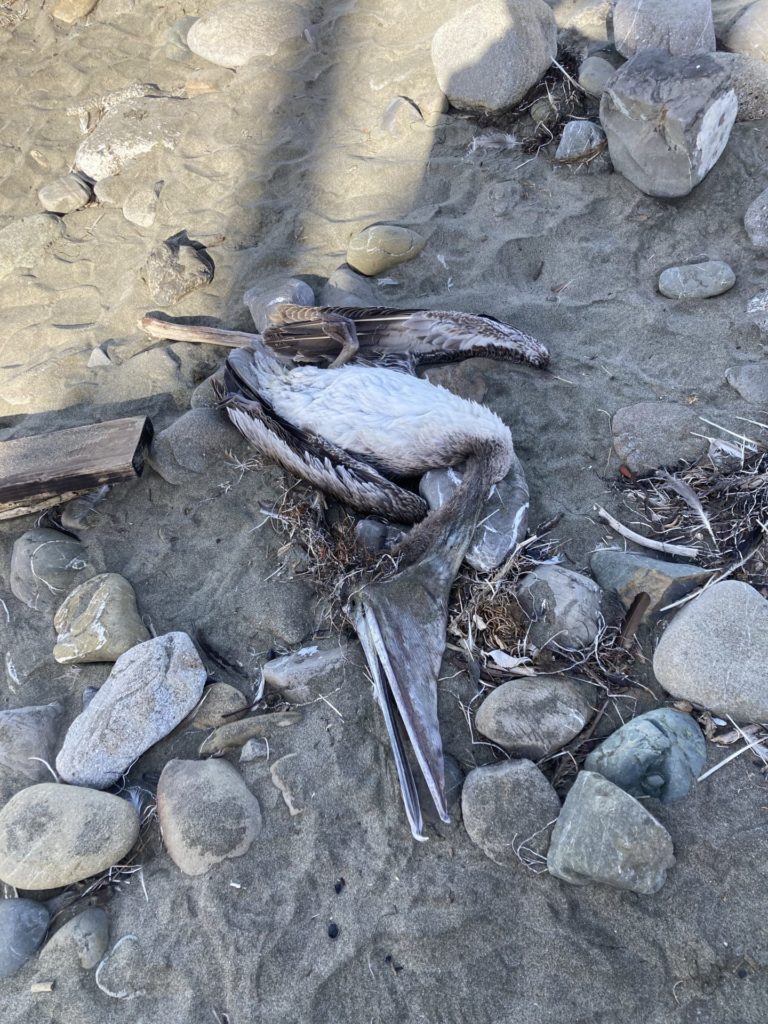 Dead pelican spread out on the rocks and sand, a fluffy white belly and gray wings and beak.