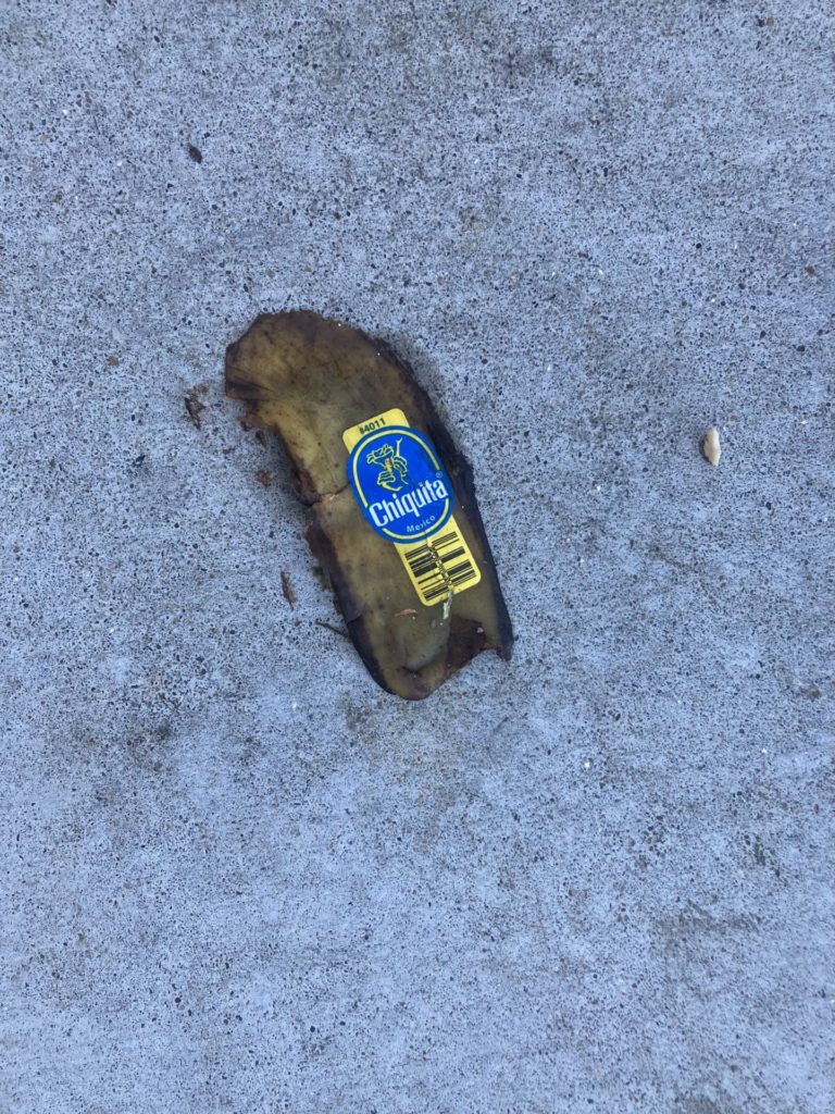 Part of a banana peel, mostly brown, with a Chiquita Banana sticker on it, on the sidewalk