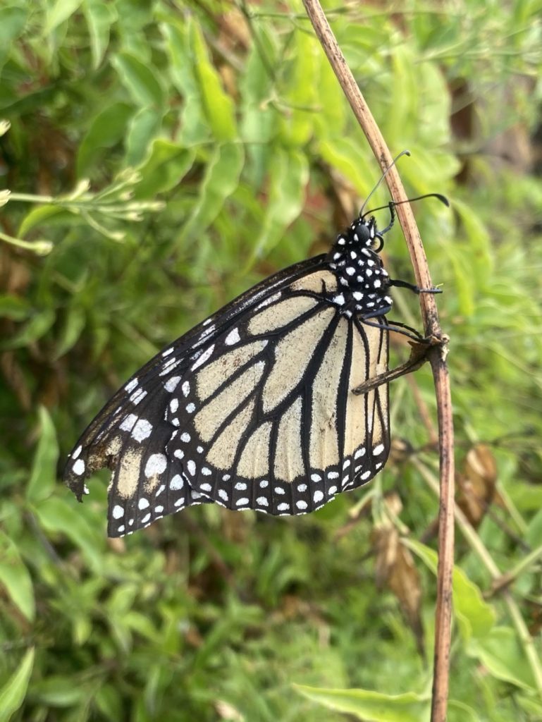 Butterfly on a branch. It shows the underside of its wing, black and light orange stained glass with white dots on the tips. Its body is black with white spots. The wings are slightly tattered. 