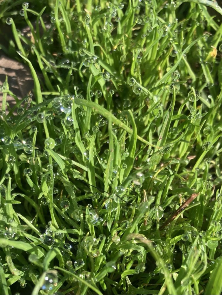 Close up of blades of grass with many round drops of dew shining in the sunlight 