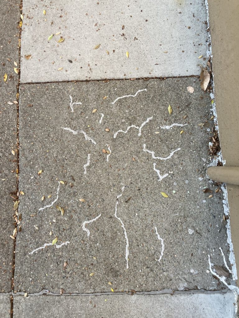 White squiggles (of glue? or wet paper?) on gray sidewalk, some tiny leaves too