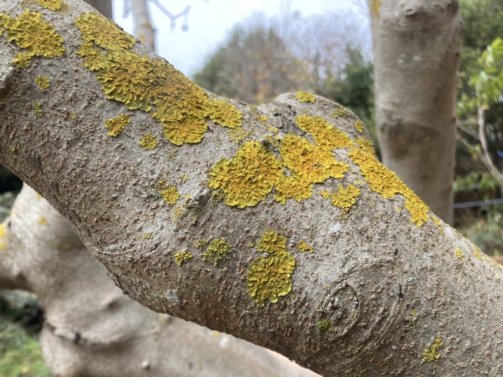 Close up of gray tree branch with bright yellow lichen 