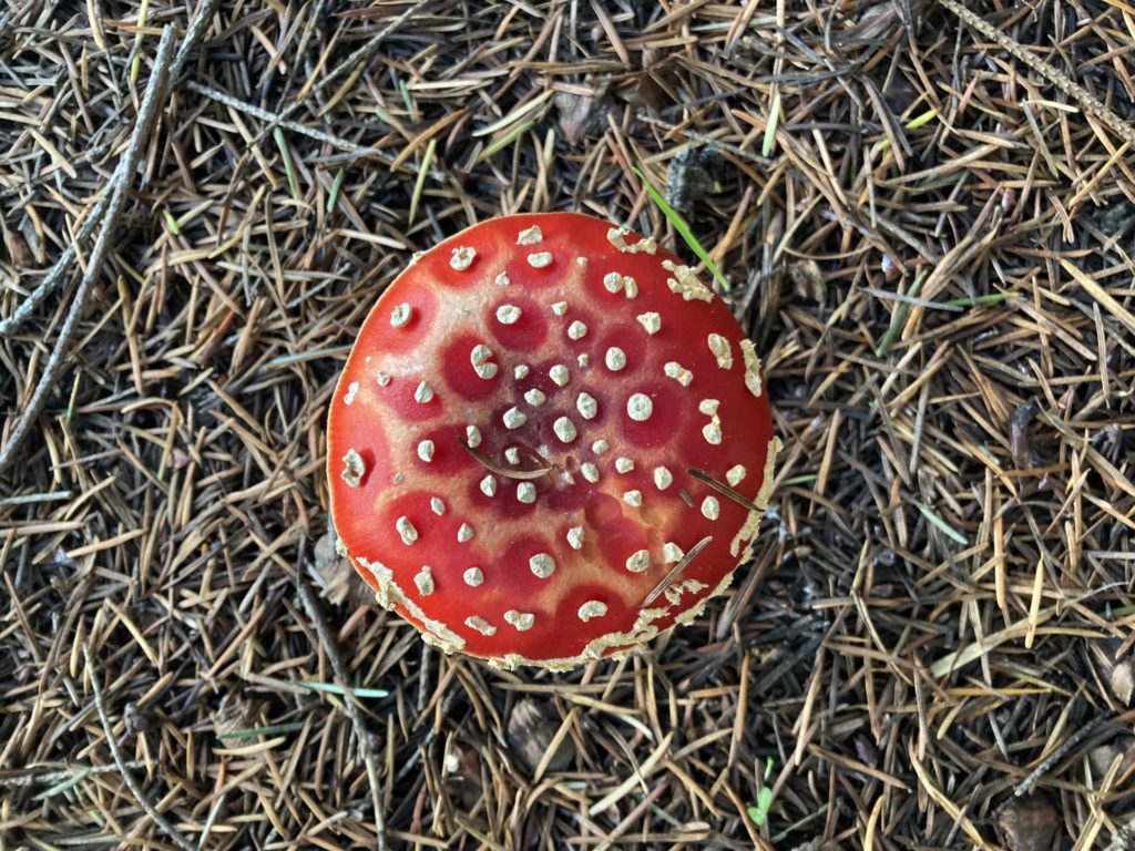 Looking down at red mushroom with white spots, surrounded by pine needles