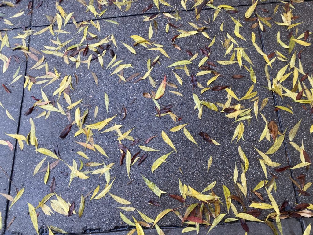 Thin yellow leaves scattered on the sidewalk, everything wet from rain. 