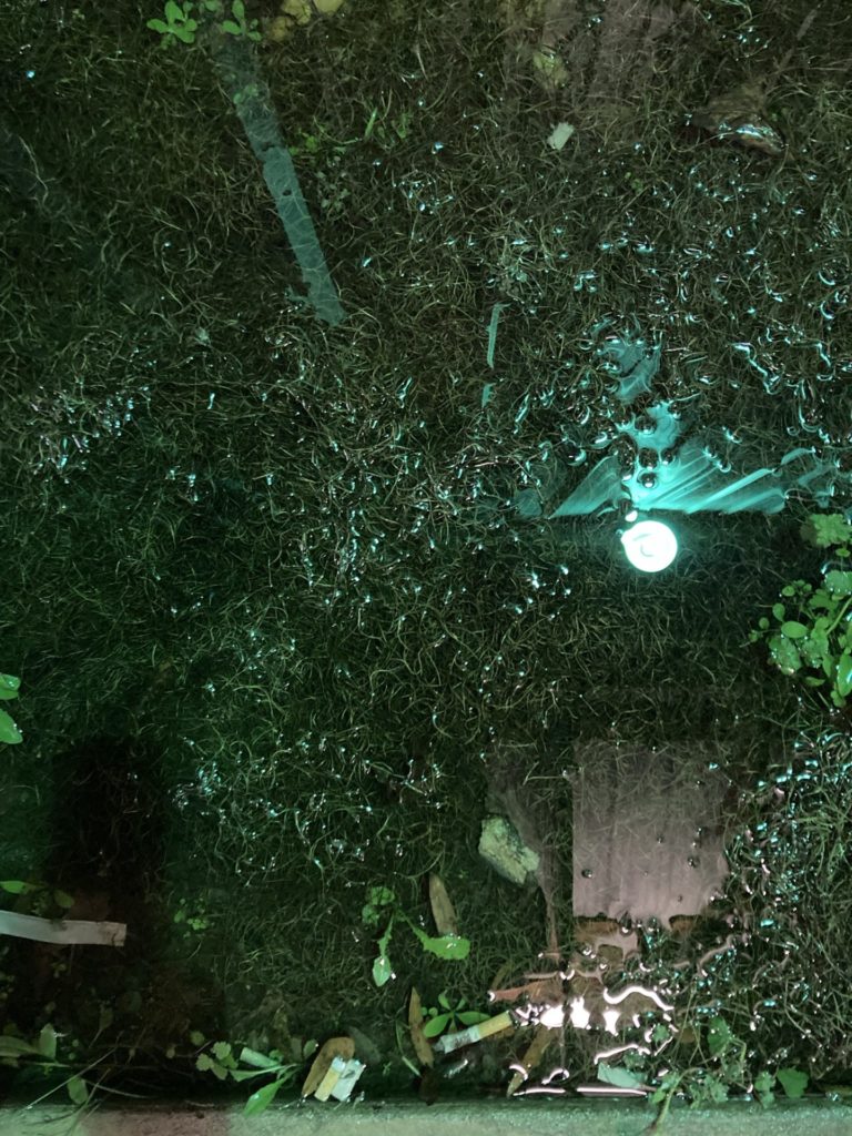 Shiny green puddle with grass and weeds, a reflection of a light bulb in the center right and a few cigarette butts at the bottom