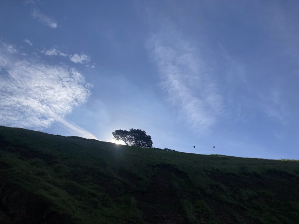 Leafy tree on a hill with sun shining behind it low in the blue sky. Some wispy clouds and two birds are in the sky. 