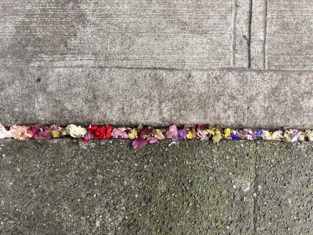 Colorful flower petals fill in a seam in the sidewalk