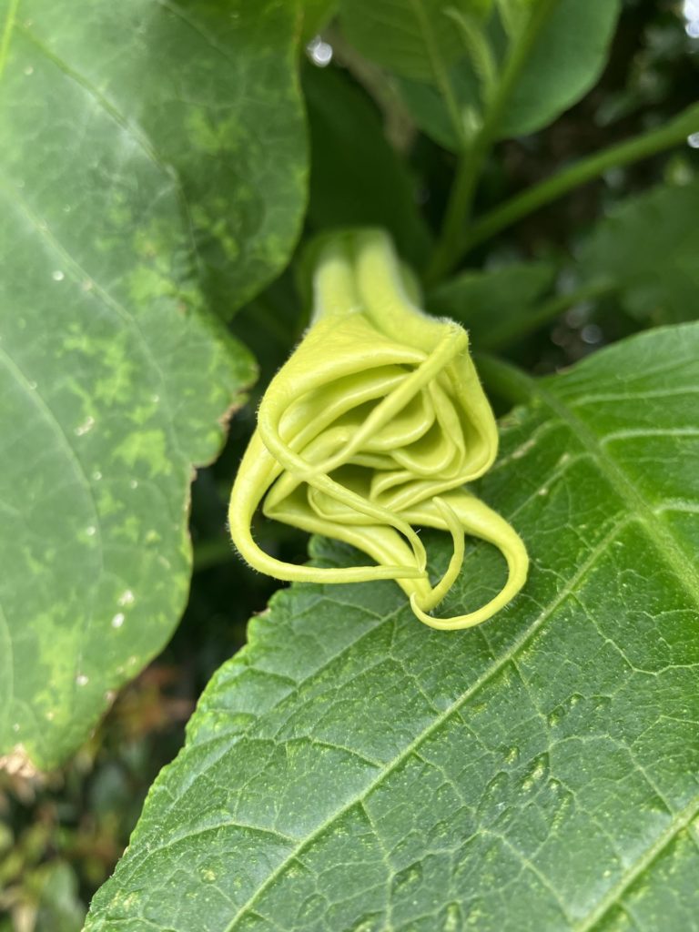 Still-furled angel’s trumpet flower, rolled up yellow petals against green leaves