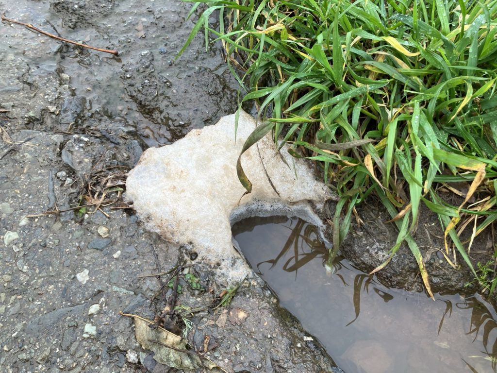 Light brown foam next to some water on boarder of sidewalk and grass