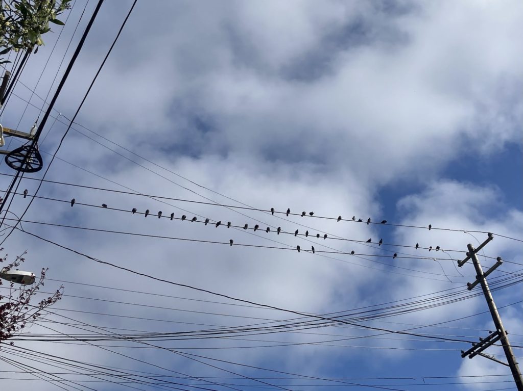 Large group of birds perched on power lines with a bright blue sky heavily dotted with clouds. 