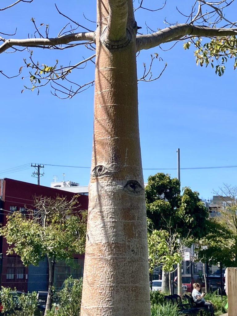 Close up of a smooth tree trunk with two branch stumps that look like eyes 