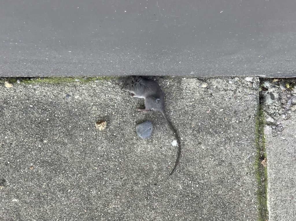 Small dead gray mouse on the gray sidewalk next to a gray wall