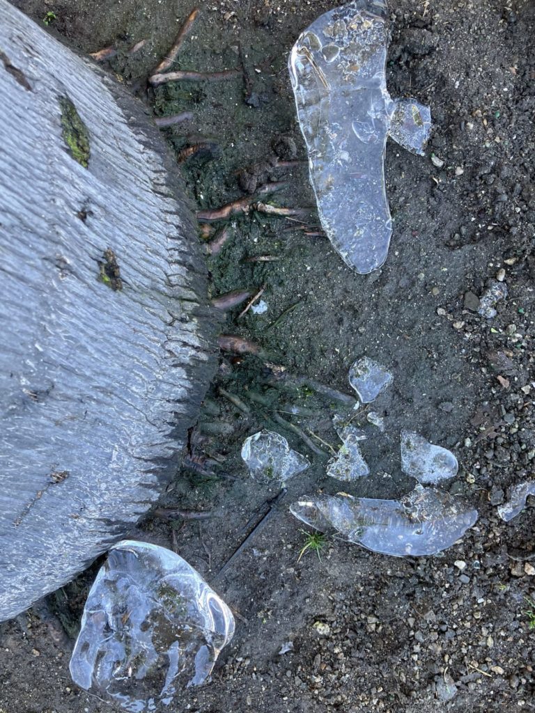 Large chunks of clear shiny ice on the ground next to a tree trunk