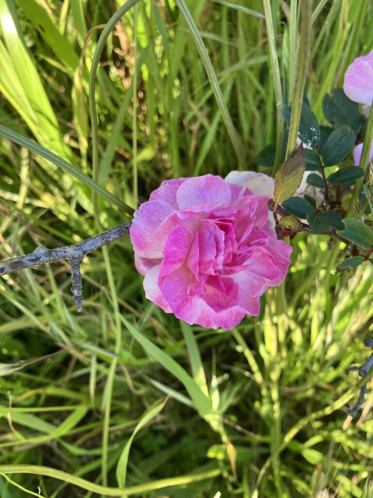 Fluttery bright pink rose with some streaks of white growing in a field of grass.