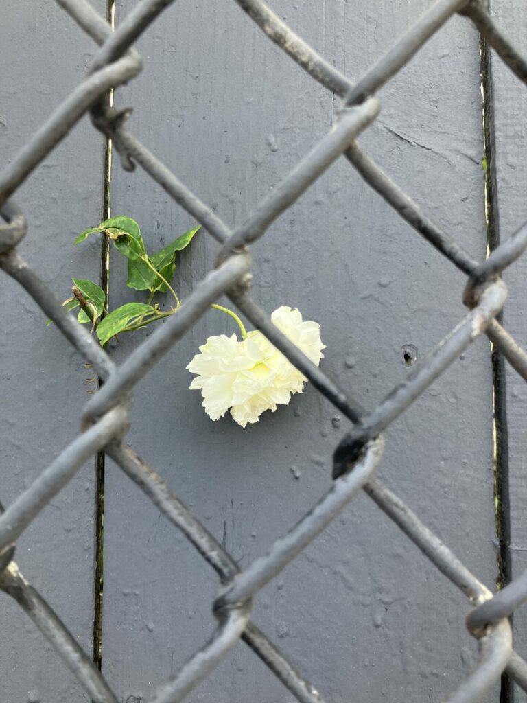 Fluttery white rose growing through a wooden gray fence, behind a chain link fence 