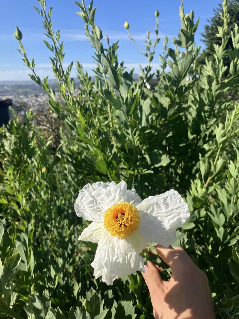 Hand holding a matilija poppy, frilly white petals around a yellow center, a.k.a. fried egg plant, against the green stems and leaves. In the background is a blue sky and cityscape. 