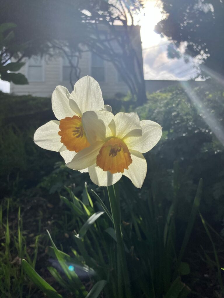 Daffodils with yellow middles and translucent white petals with sunlight shining through. A house and sunlight is in the background. 