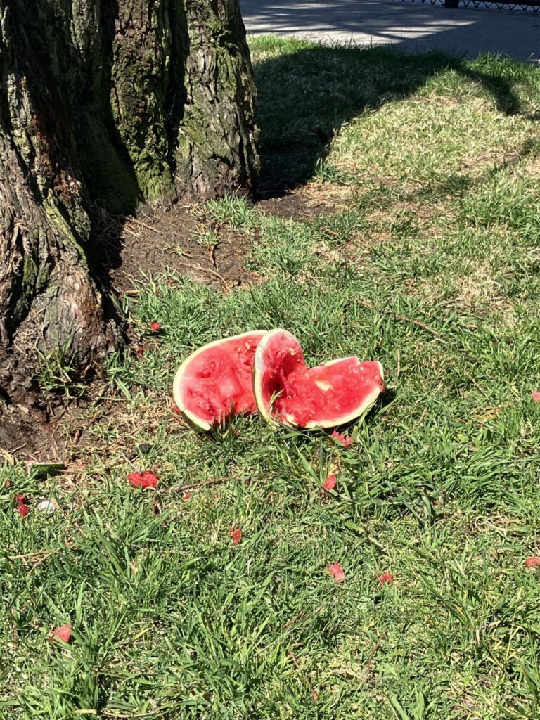 Bright red watermelon broken open on the grass next to a tree.