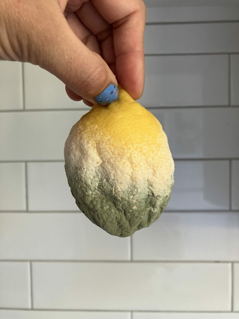 Moldy lemon held by the stem end. The lemon is yellow at the stem end, fading to white mold and then green mold at the bottom. 