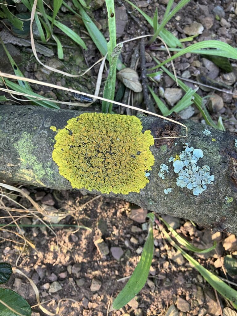 Thick stick on the ground with a round patch of yellow-green lichen in the center. On the right end, an irregular shaped patch of gray lichen. The edges of the pieces of lichen curl up. 