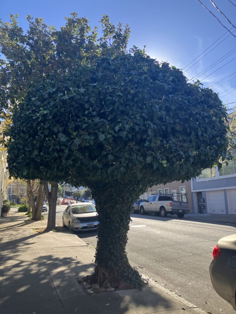 Tree with manicured, full top completely covered in ivy or another vine, from bottom of trunk to top