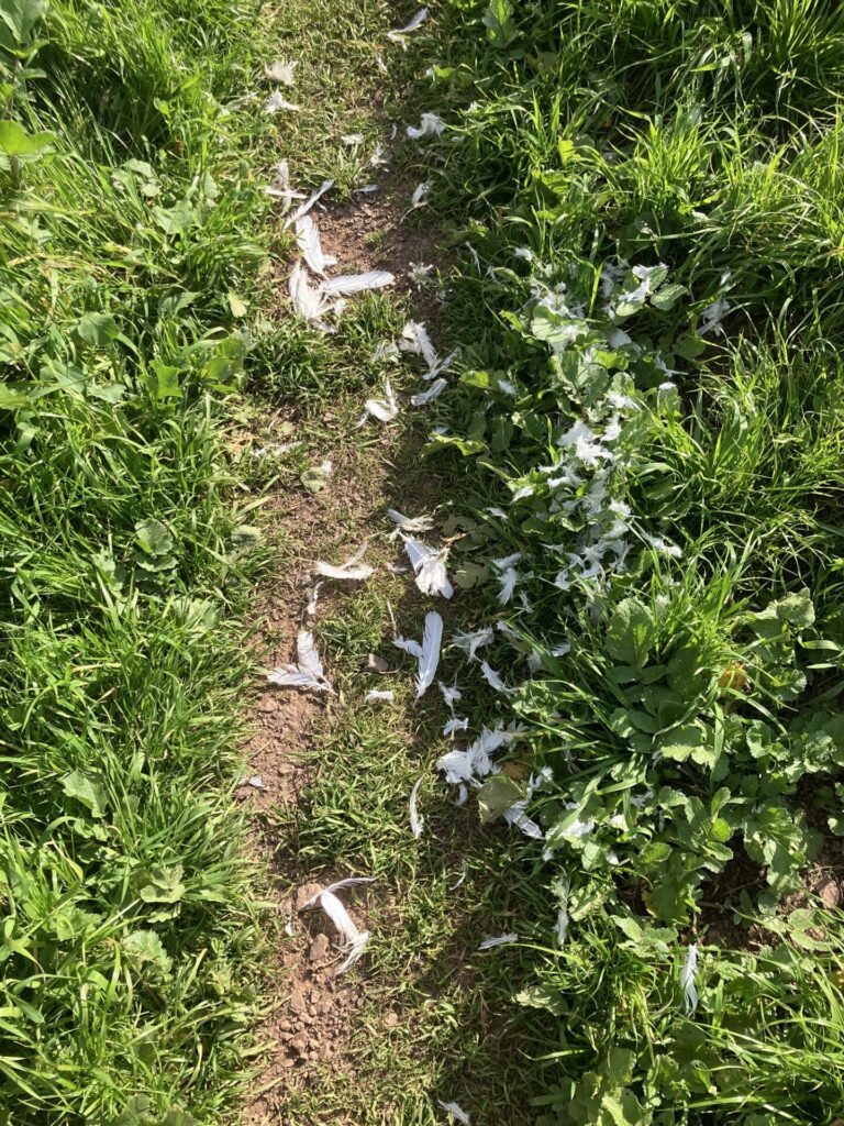 Green grass on either side of a narrow dirt path, lots of white feathers are scattered around. 
