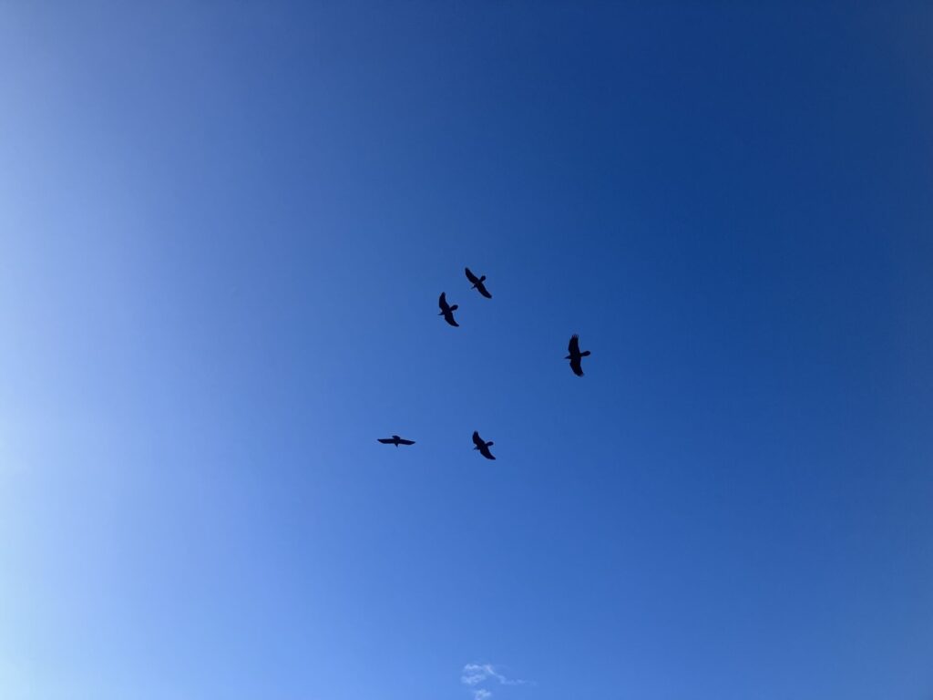 Five black birds (ravens or crows) fly close together against a blue sky with just one tiny cloud in the bottom of the frame. 