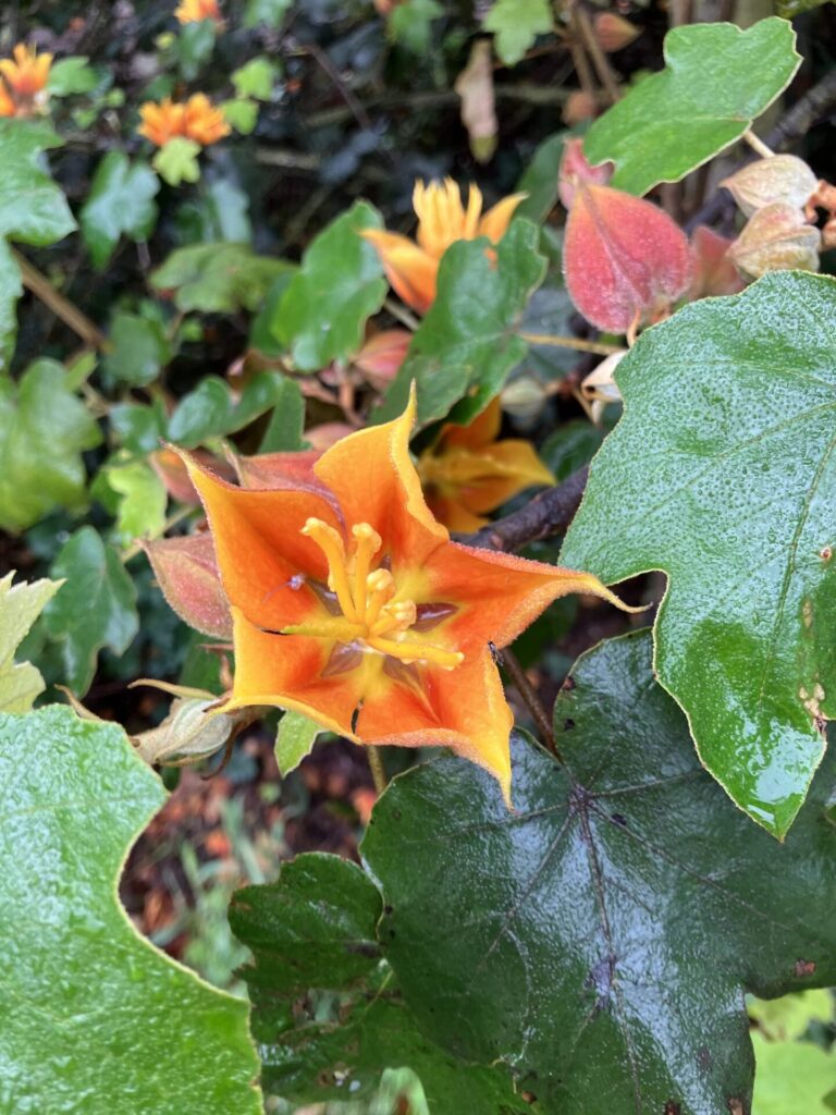 Some kind of orange and red flower with large orange stamens (or pistils?) and pointy petals