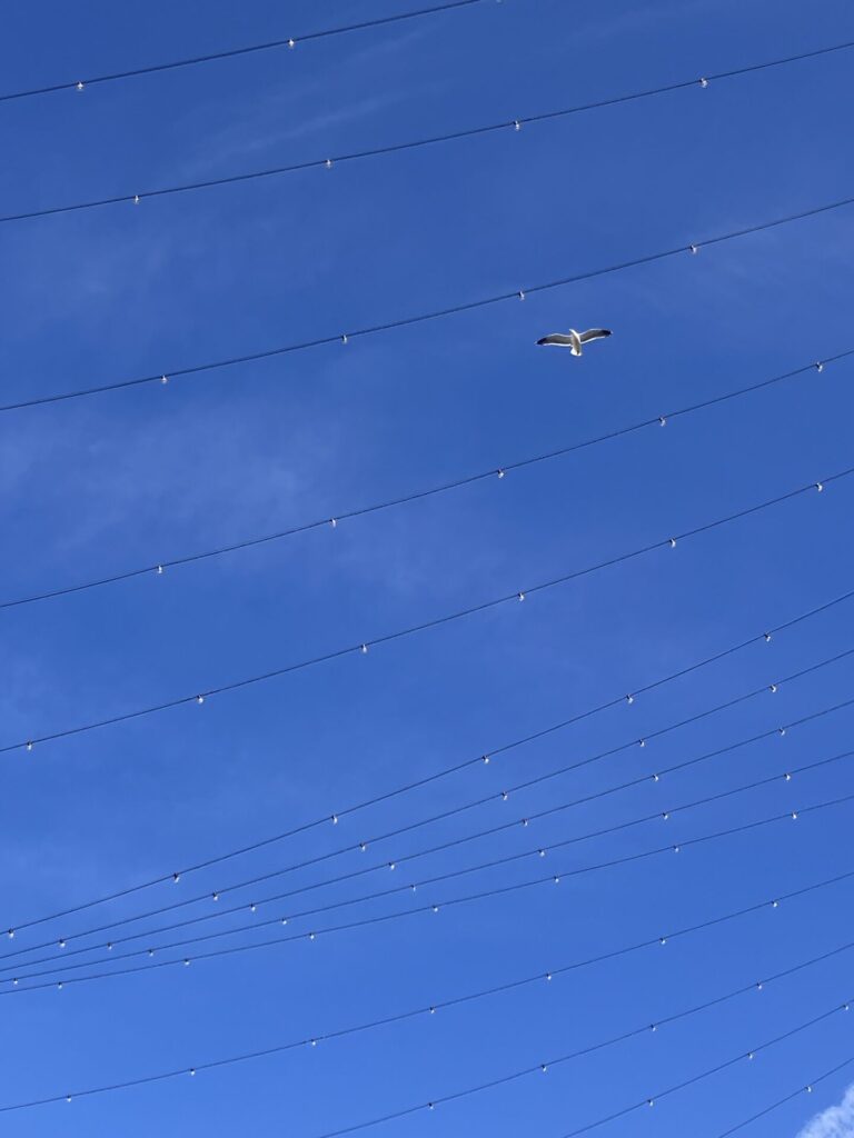 White seagull glowing from the sun, flying in a blue sky with very faint wispy clouds. String lights stretch horizontally across the frame. 