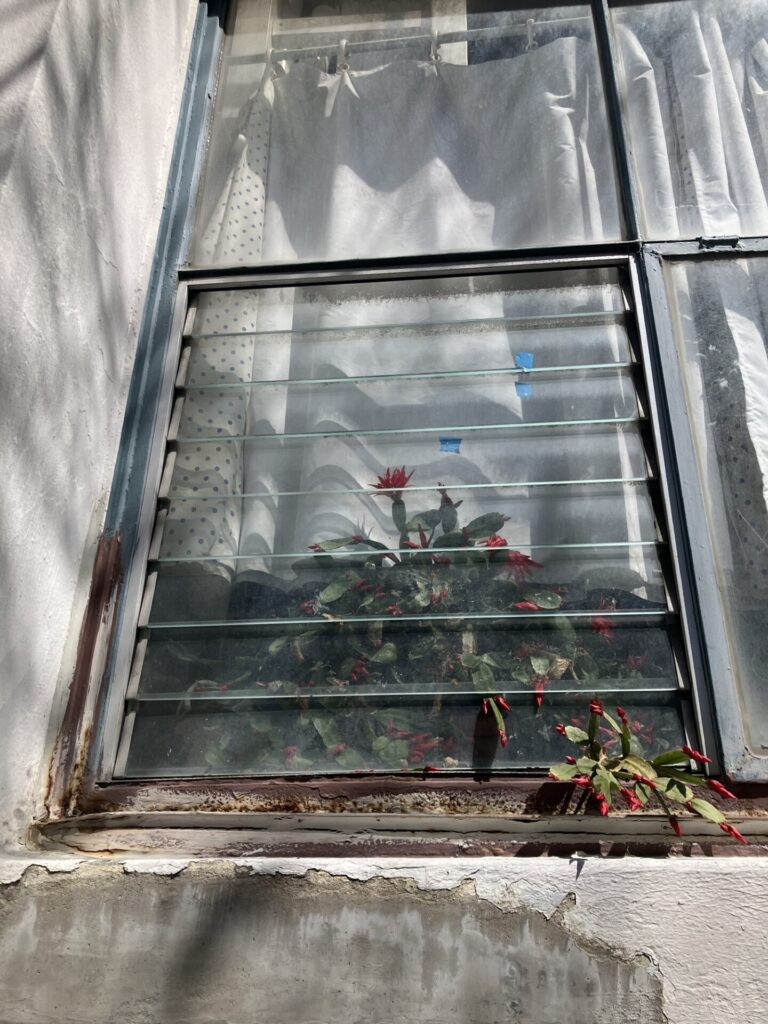 Outside of a slat window, a christmas cactus with red buds is growing inside the window, with some branches sneaking out through some slats. 
