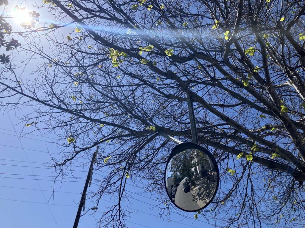 Tree with budding leaves in the sunlight, a convex safety mirror hangs from a branch. 