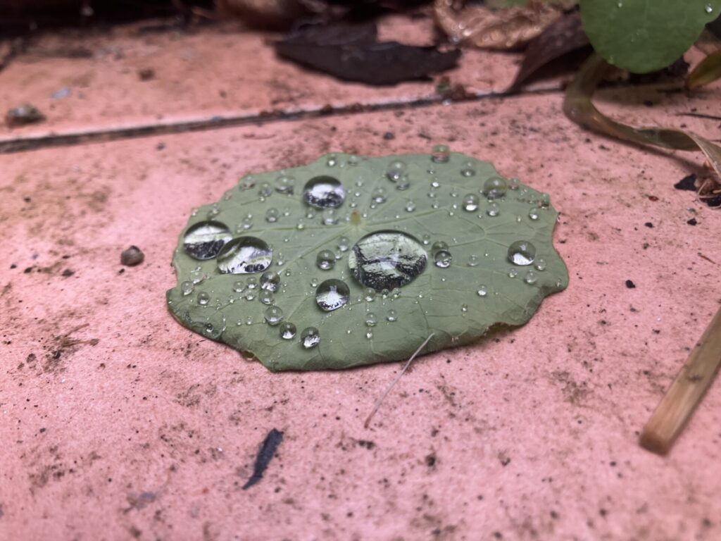 Side view of nasturtium leaf with beads of water.