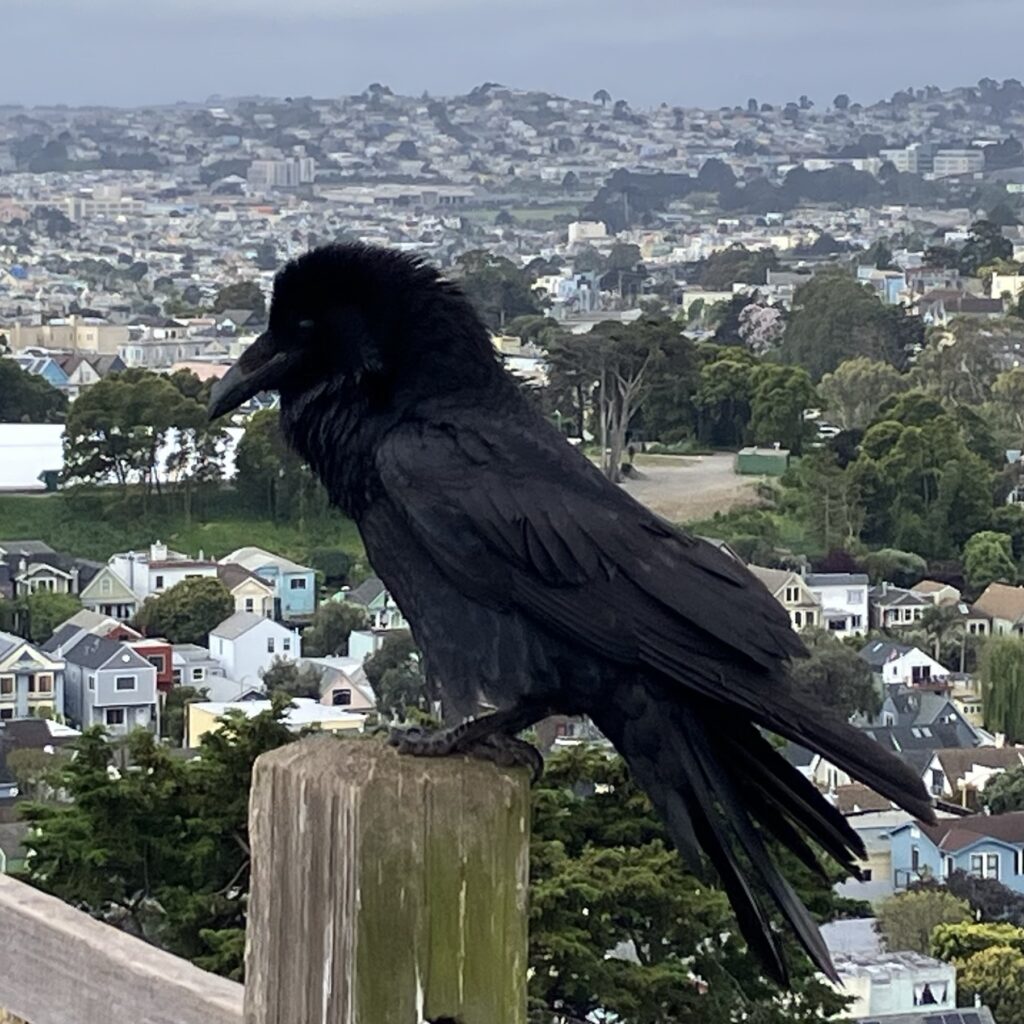 Fluffy raven perched on a fence post, city houses in the background.