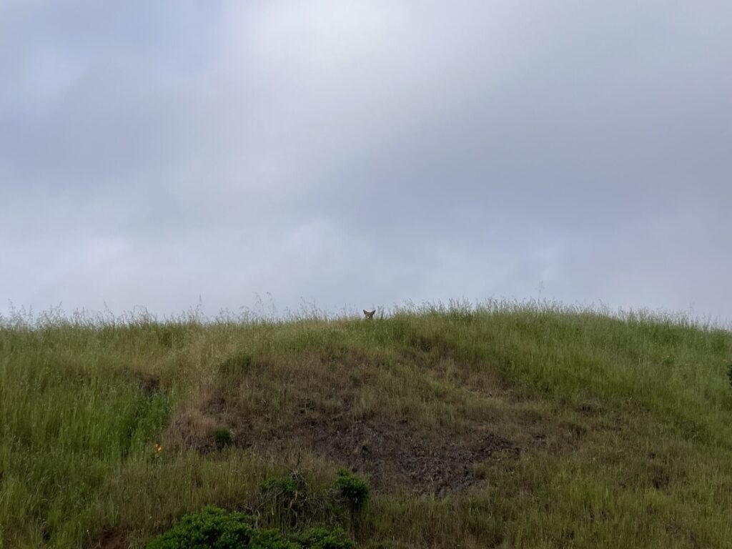 Green and yellow grassy hill with gray sky behind. Barely visible in the tall grass is a coyote head looking at the camera. 