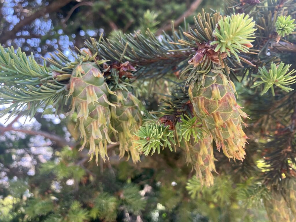 Several green baby pine cones hanging on a branch. 