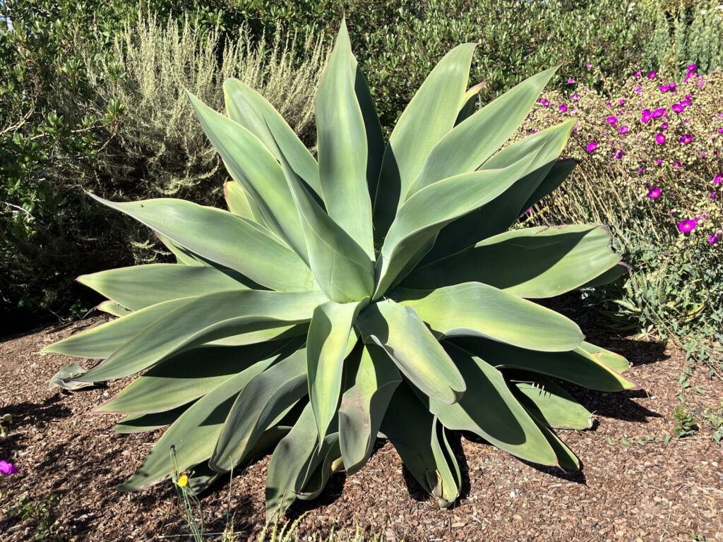 Very large agave, green and yellow-green, glowing in the sun. 