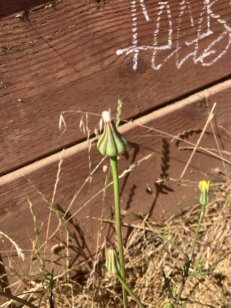 Closed bud of a dandelion, a pear shape with ridges and a tuft of white at the top.