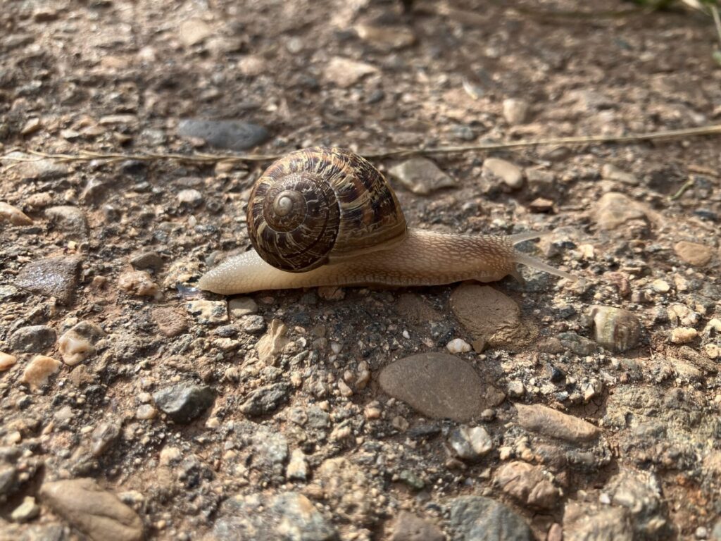 Brown land snail on rocky sidewalk. 