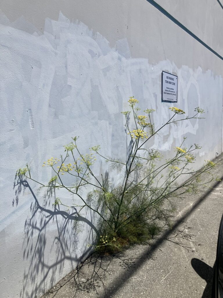 White wall with white paint covering graffiti. A sign on the wall says: NO PARKING TOW AWAY ZONE. The shadow of a car’s side mirror is in the lower right part of the picture. Against the wall, yellow fennel flowers bloom. 