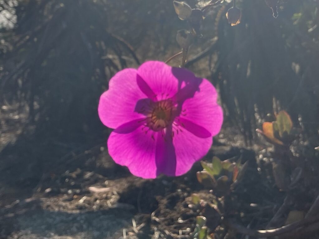Pink flower glowing from sunlight shining through the petals from behind. 