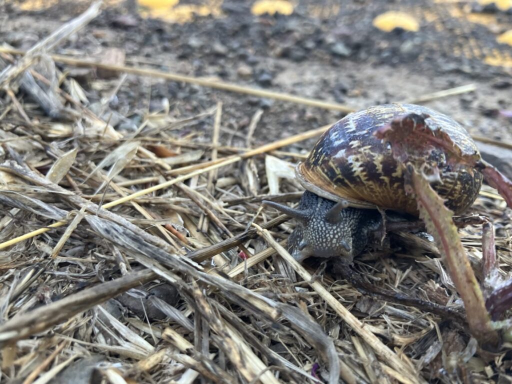 Close up of a brown snail on the ground. 