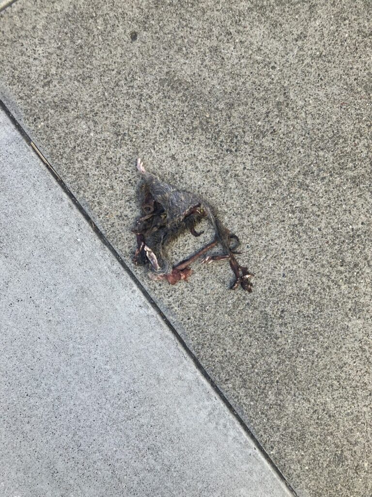 Very mangled dead rat. 