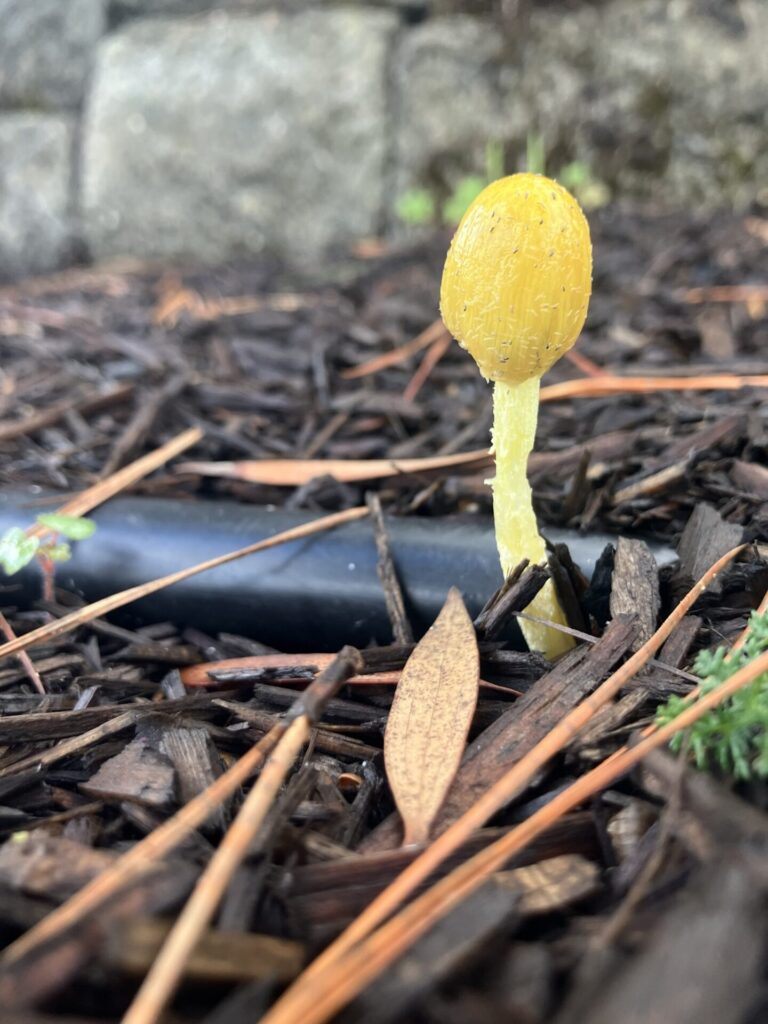 A little, bright yellow mushroom grows in mulch. 