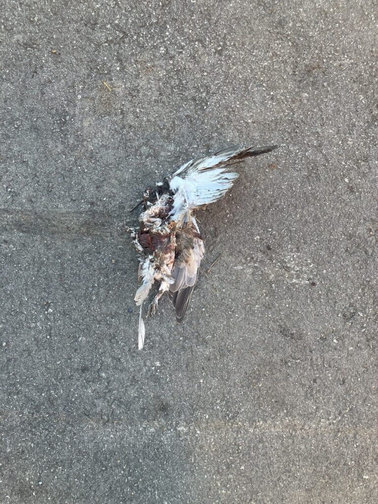 Dead white and gray bird in the road, the wings are spread and identifiable.