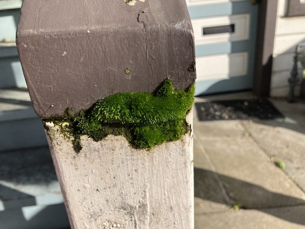Bright green moss shaped like a cat, on a wooden post painted brown and beige. 