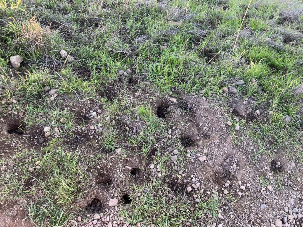 Dirt and rock ground with some grass, lots of small holes in the ground. 