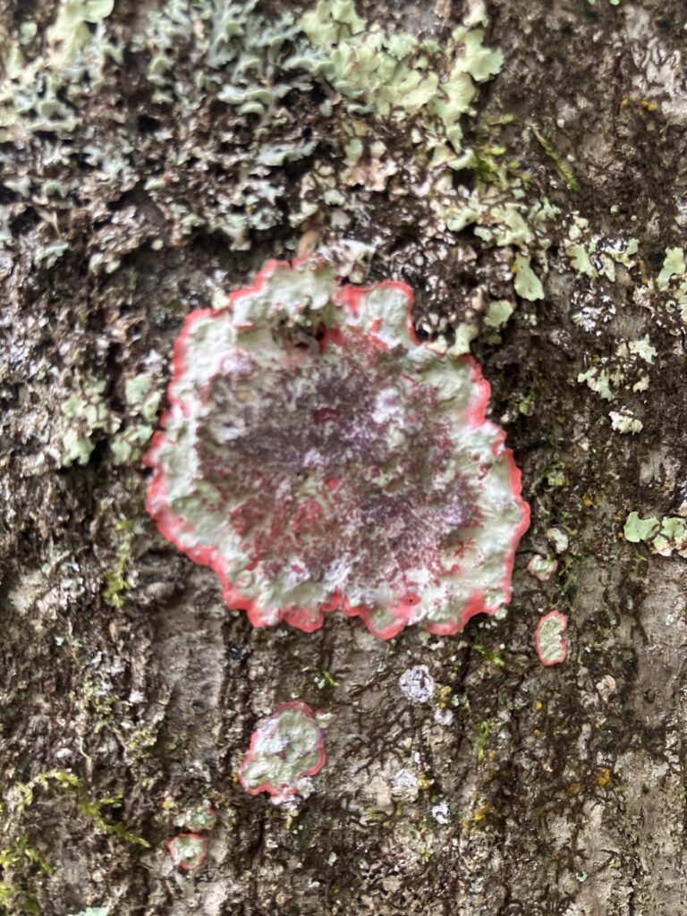 Close-up of roundish patch of light green and bright pink lichen on a tree trunk mottled with light green lichen. 